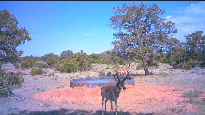 28 pronghorn