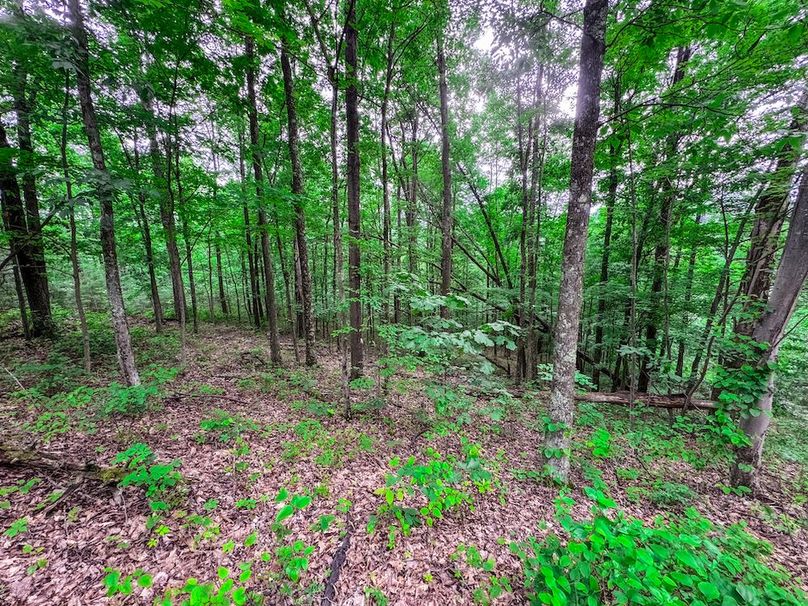 Tyler, WV 313.87 AC -29