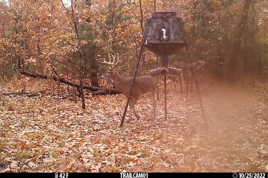 Deer 2