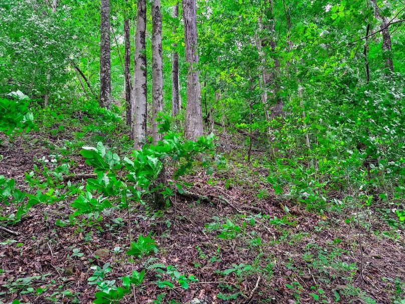 Wirt, WV 137.45 AC Full-14