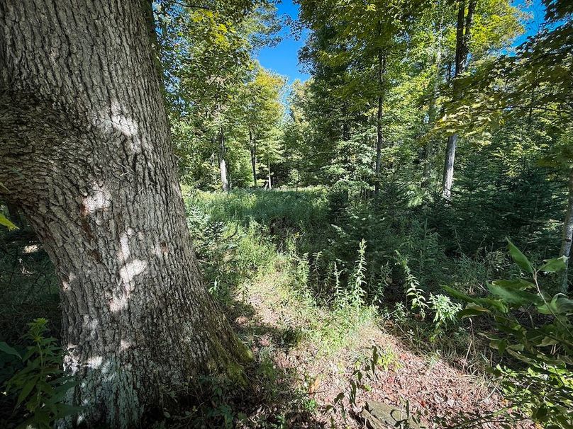 Tioga NY 232.62 Shores Photos 33