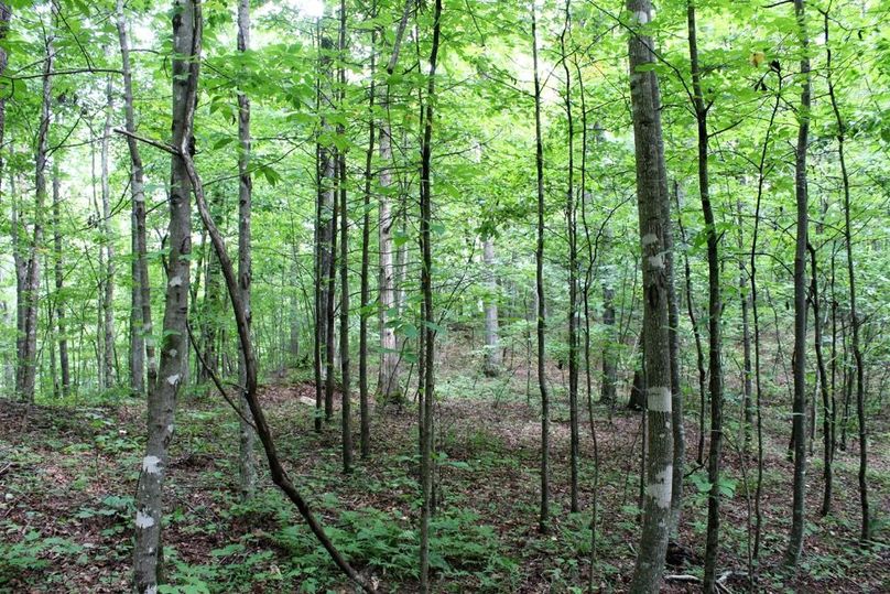023 ridgetop flat near the north area of the property