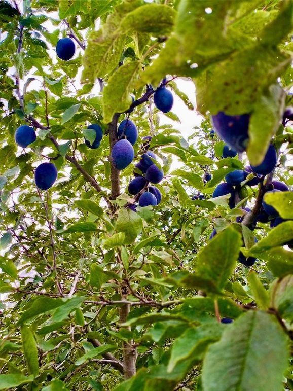 Plums1
