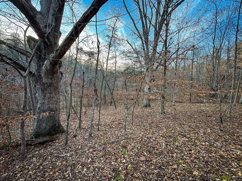 Jackson, WV 118.94 AC Shafer-096