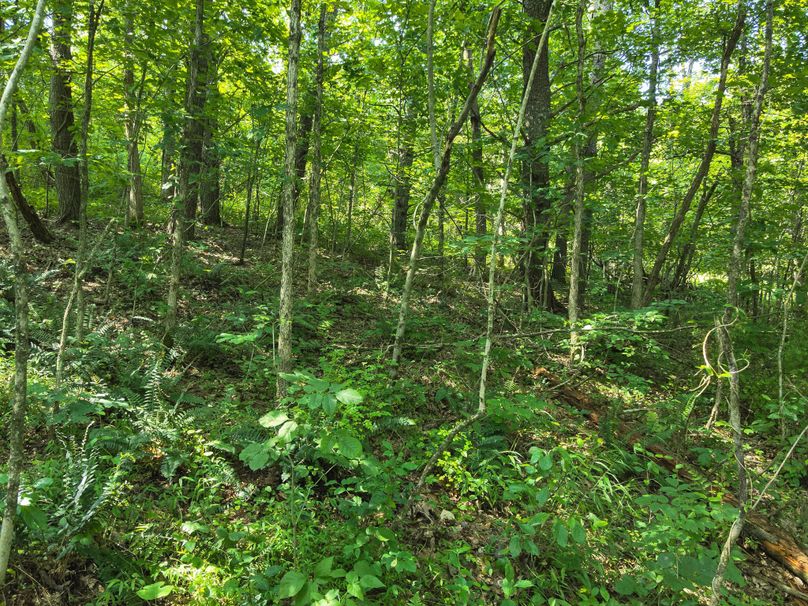 61. Woods (41acres)