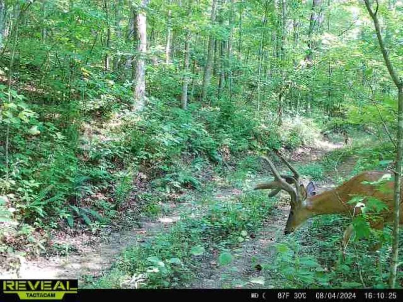 10 heavy horned mature buck moving in daylight in early season