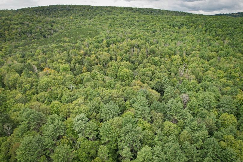 Chemung_60.55_Baumunk_Photos_2