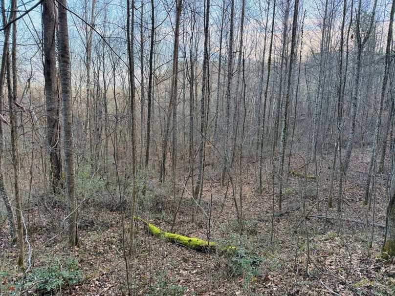 025 thick bedding cover towards the back of the creek bottom-2