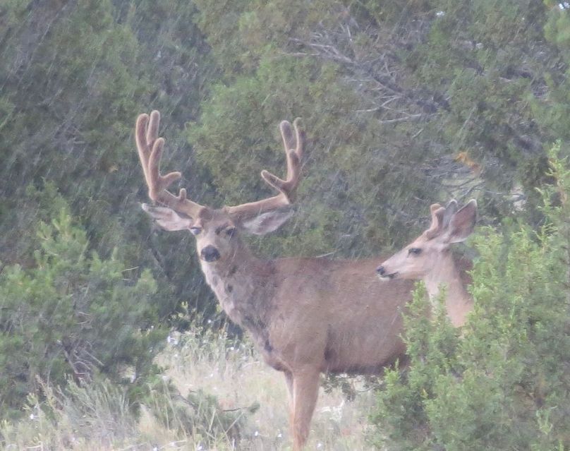Big Velvet buck 3