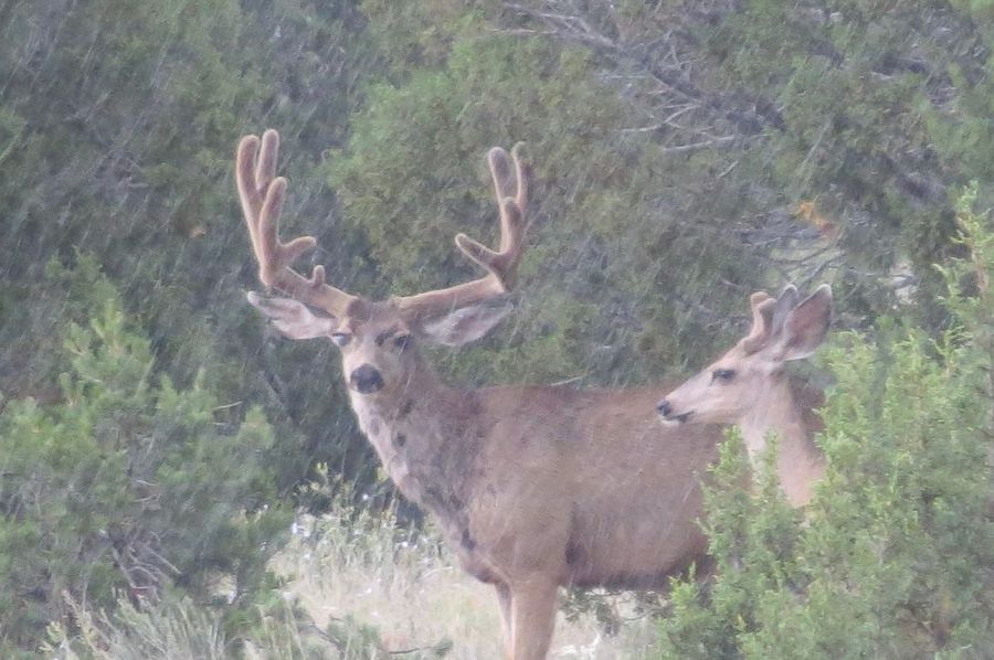 Big Velvet buck 3
