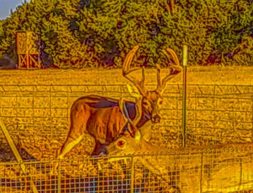 Bosque 294 Deer Cam Photos-5