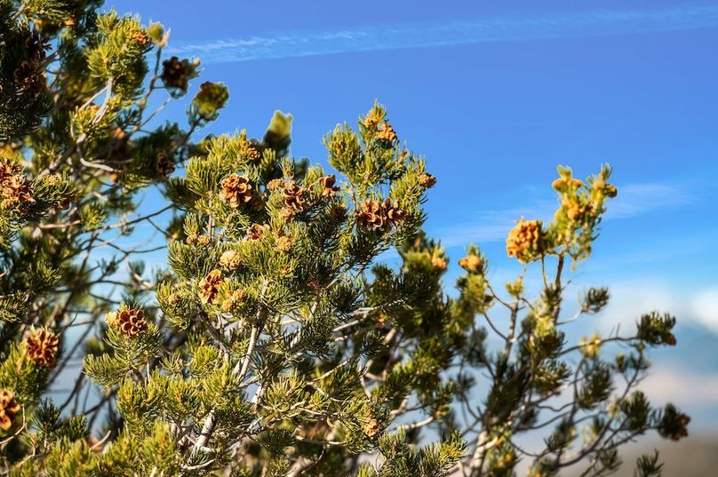 021 PINYON PINE