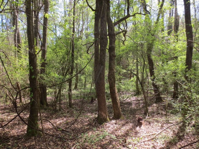 A597C50A-183A-4A99-95D4-78B740580DF4_1_105_c