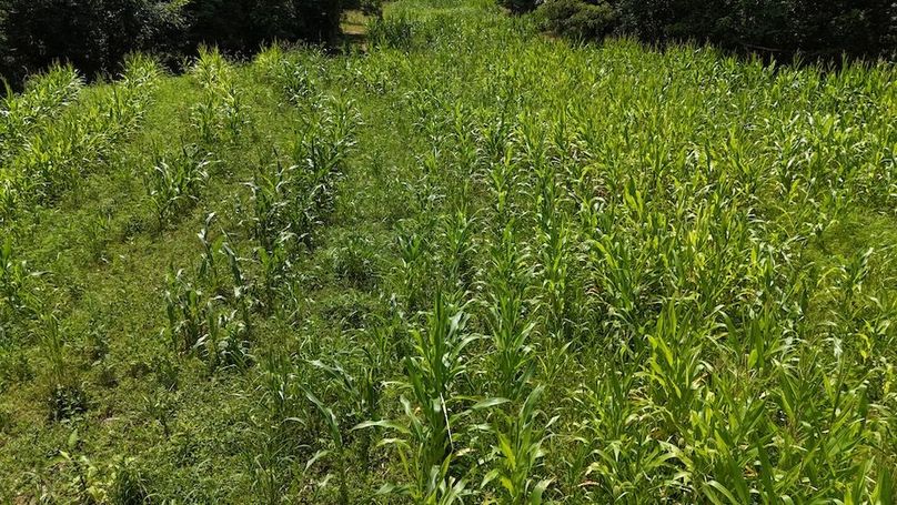 DJI_20250713152659_0575_D