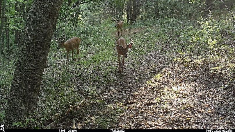 Trailcam - 4