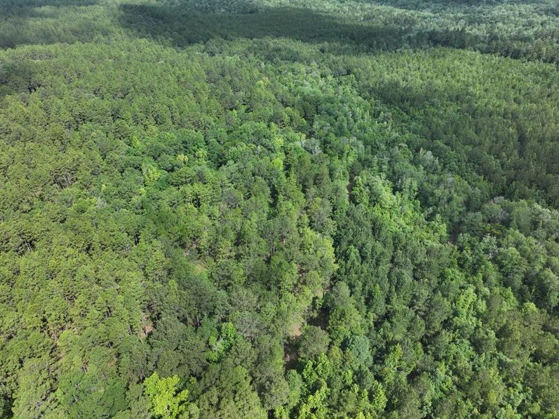 dji_fly_20250612_101810_0104_1750261385112_photo