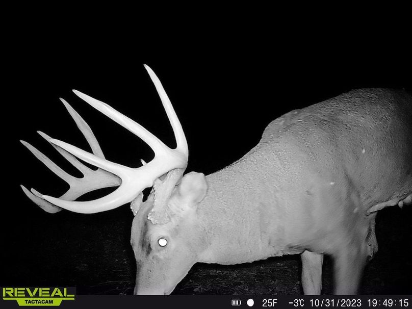 Copy of deer photos.175