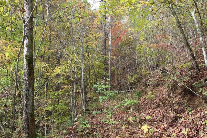 034 thick undergrowth along old logging road