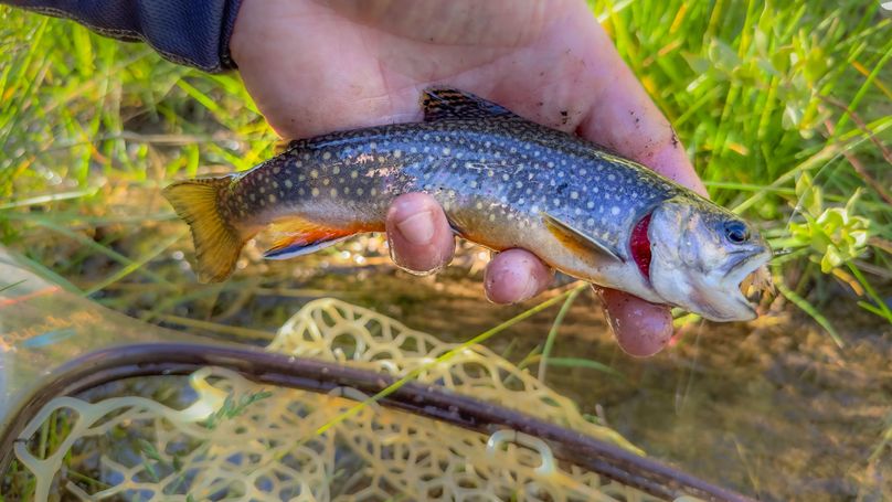 Lake CO 41.32 Nolan - 022.5 Brook Trout