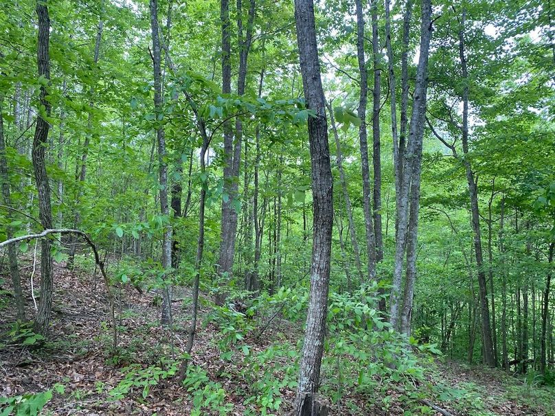 022 some of the forested area in the upper portion of the east side copy