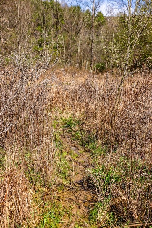 32-web-or-mls-IMG-32