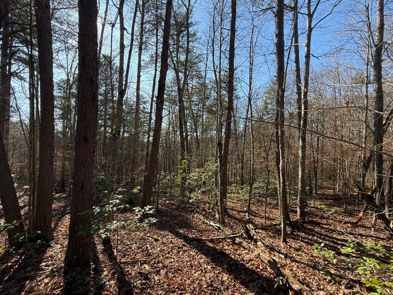 009 forested area near the middle of the property