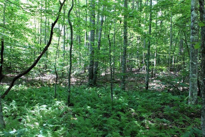 017 lush understory along the creek bottom flats