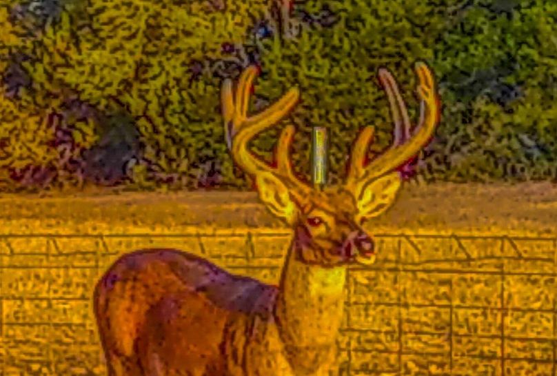 Bosque 294 Deer Cam Photos-6