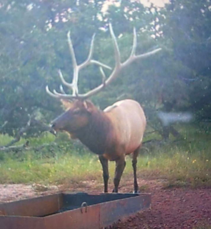 51 elk