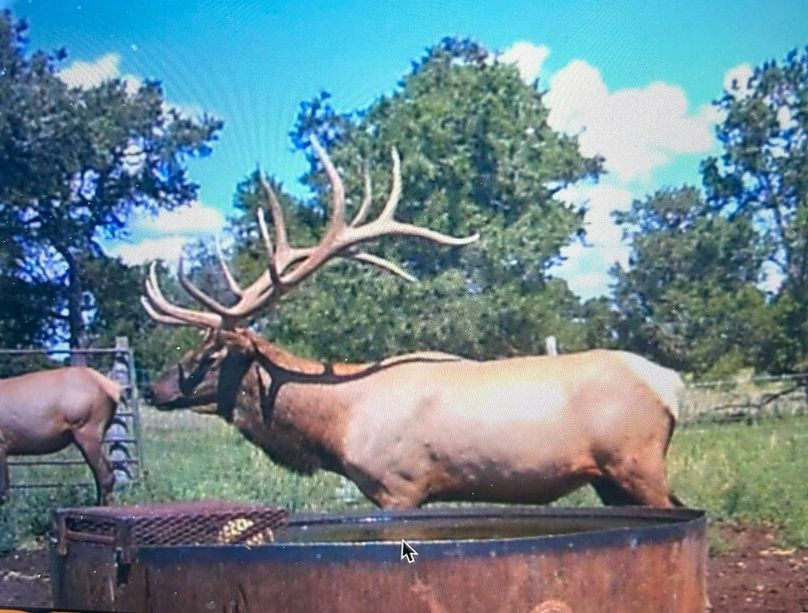 49 elk