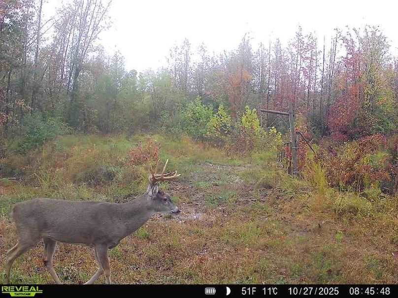 860516067719439-70-4-10272025084548-W1016687