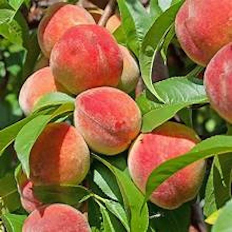red haven peaches