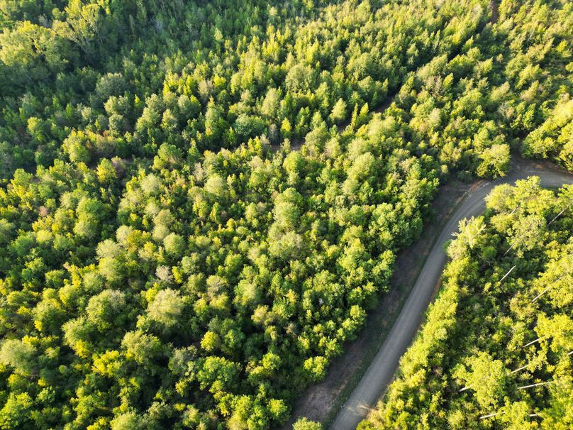 43.5 Acres San Augustine 005