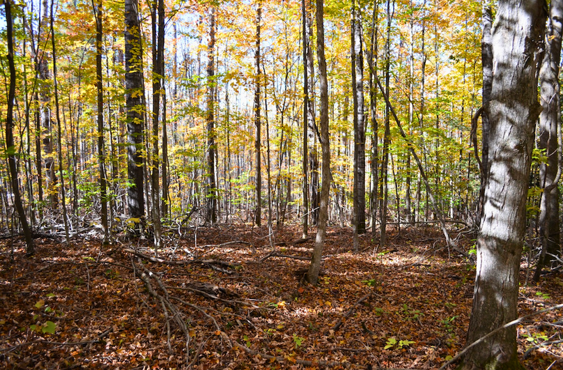 Screenshot 2025-11-11 at 12.13.42 PM