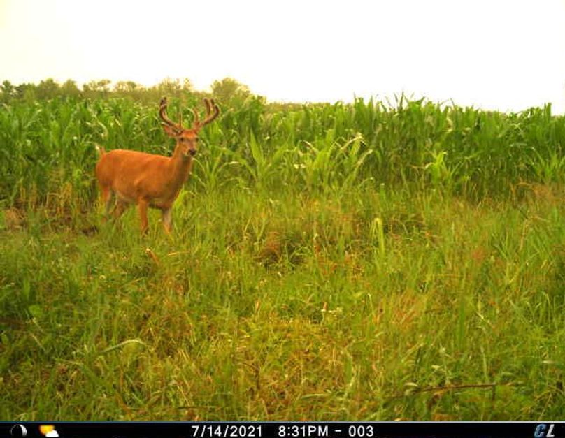 July 2021 Velvet Buck (Corn)