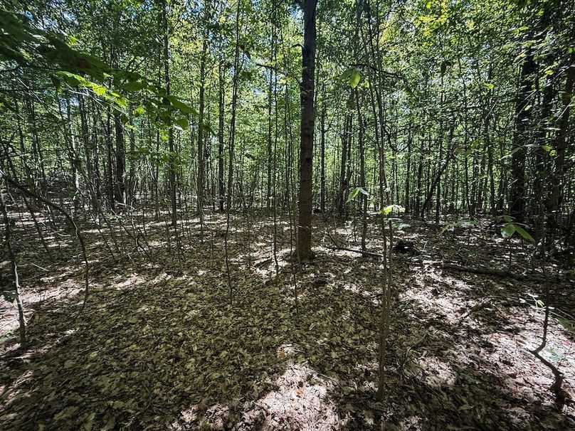 Tioga NY 64 Shores 7