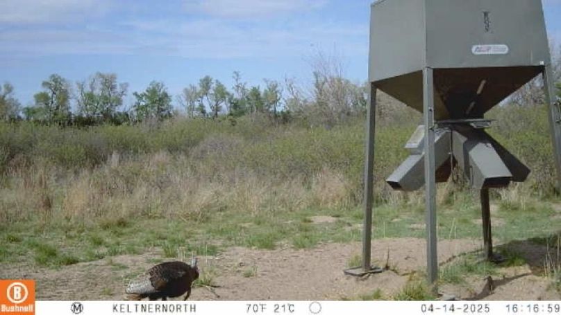 Image-1