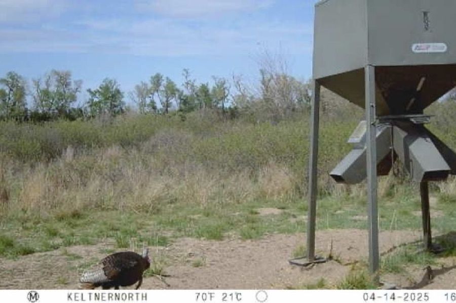 Image-1
