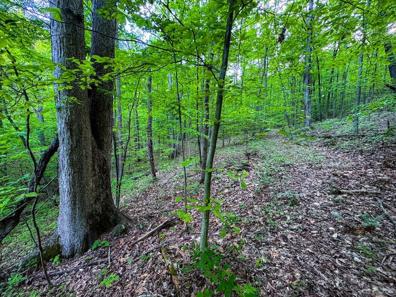 Wirt, WV 145.69 AC 273 Wildflower-16