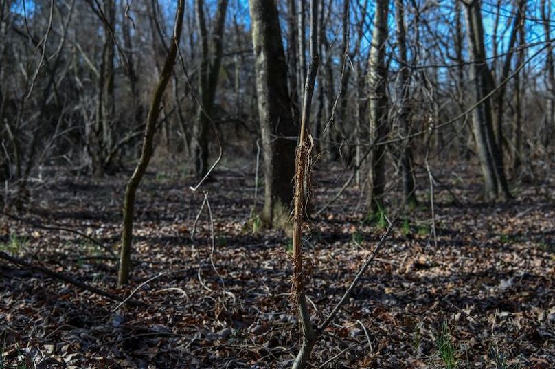 vandalia 450 (2)-1706