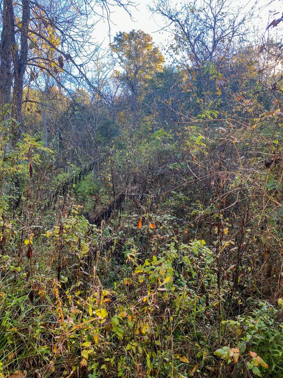 Lewis Johnson 78 007