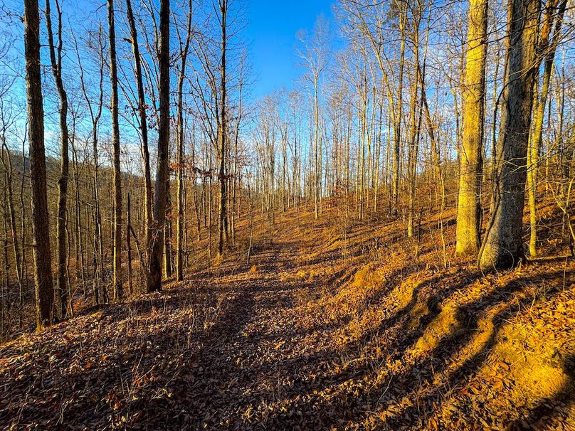 Roane, WV 100.12 AC Tree Line-35