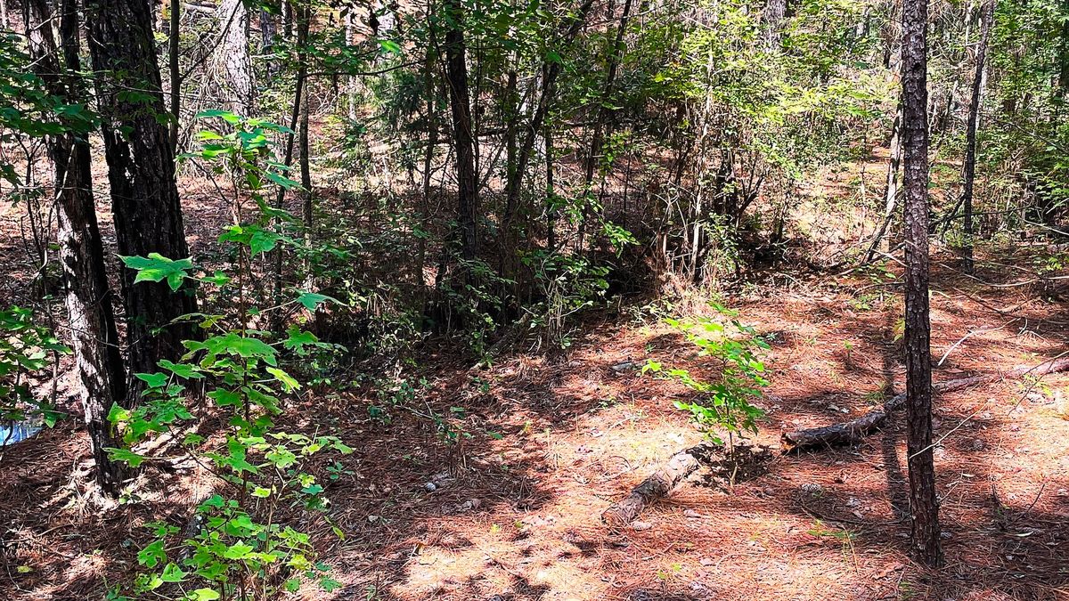 Spacious Lot With Road Frontage Near Elizabethtown Whitetail Properties