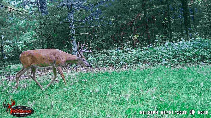 Adams 263.17, Hale -79