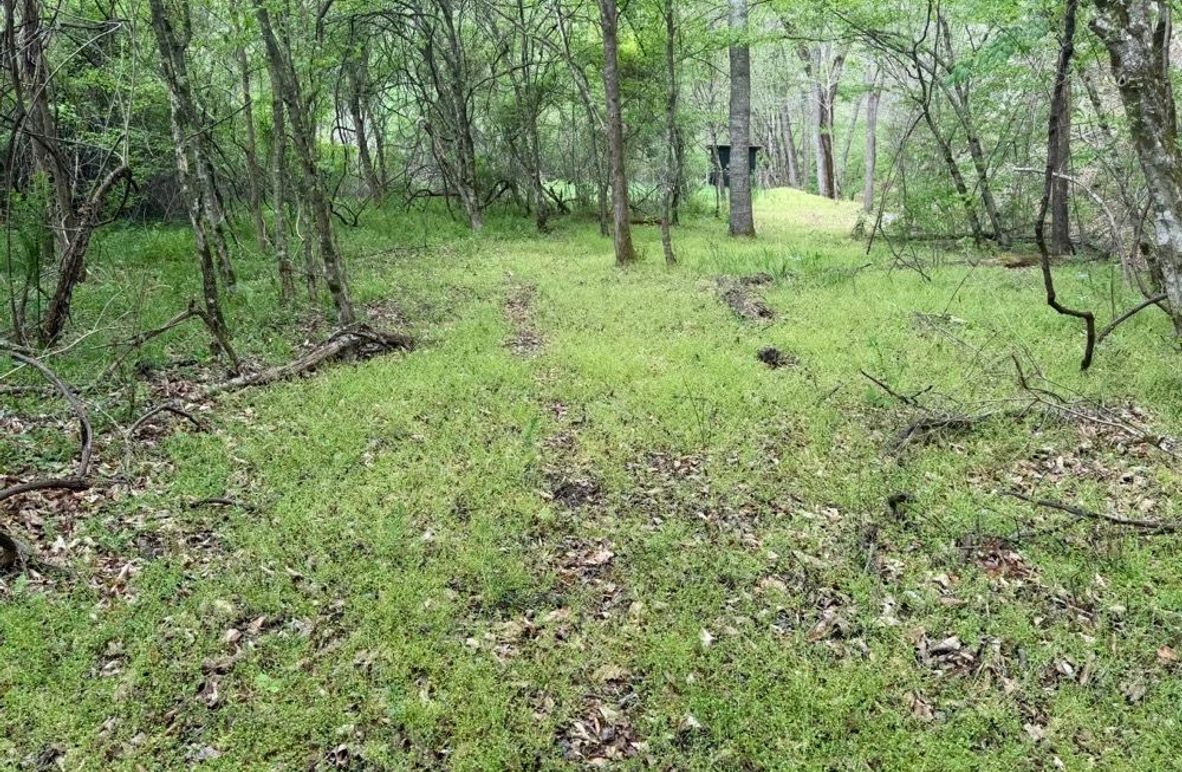 004 Deer Trail Leading to a Small Food Plot Near the Back of the Property