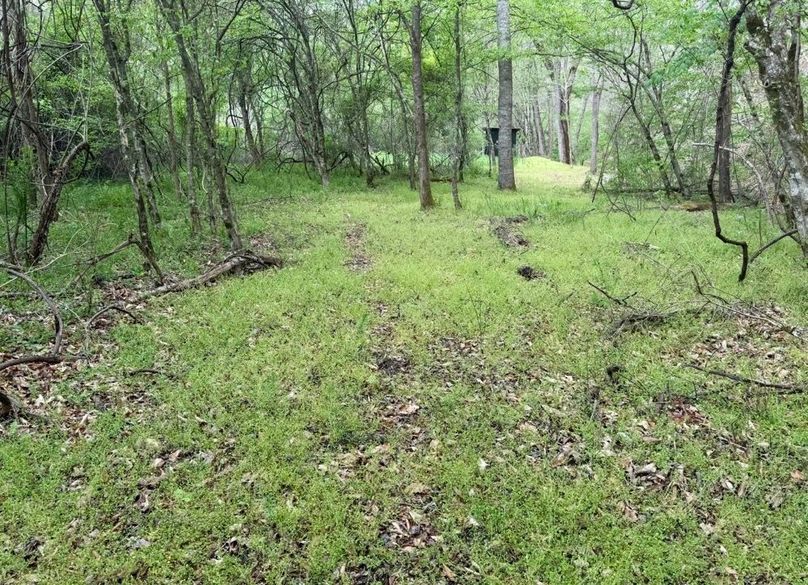 004 Deer Trail Leading to a Small Food Plot Near the Back of the Property