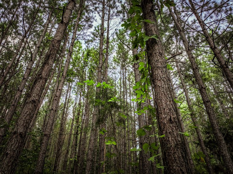 Lee County, MS 92+--14