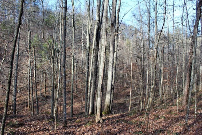 024 hardwood valley in the northeastern area of the property