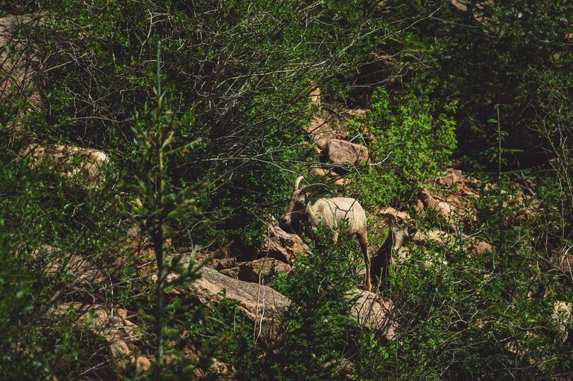 Teller Co 243.32 Kief - 032 Bighorn Sheep