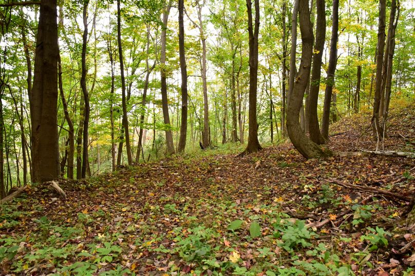 Chemung_29.5_Frantellizzi_Photo_13